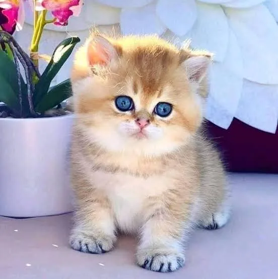 IMG 0381 - CJ العربية