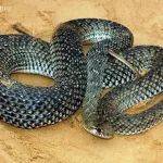 هارفارد تكشف عن تقنية مبتكرة لإعادة تدوير الشعر دون مواد كيميائية ضارة