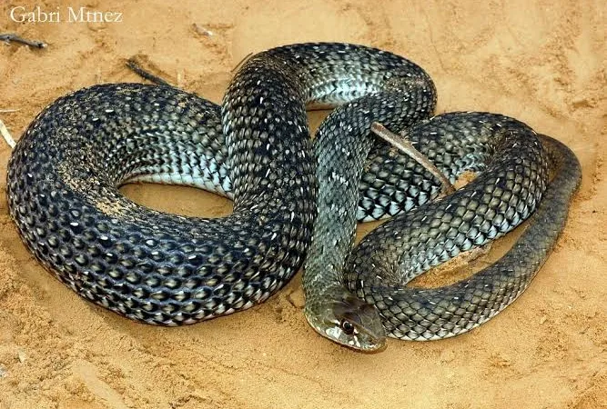 من عدو إلى حليف: أفعى النفاخ تتحول إلى بطل زراعي في أفريقيا 5 - CJ العربية IMG 0990 - CJ العربية