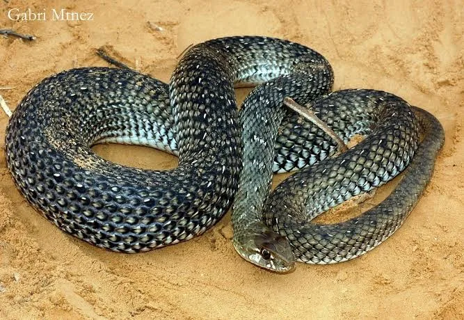 IMG 0990 - CJ العربية